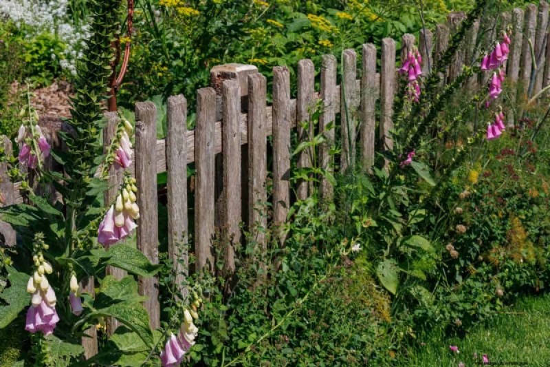 Removing Invasive Plants Crossing Property Lines: Your Legal Rights