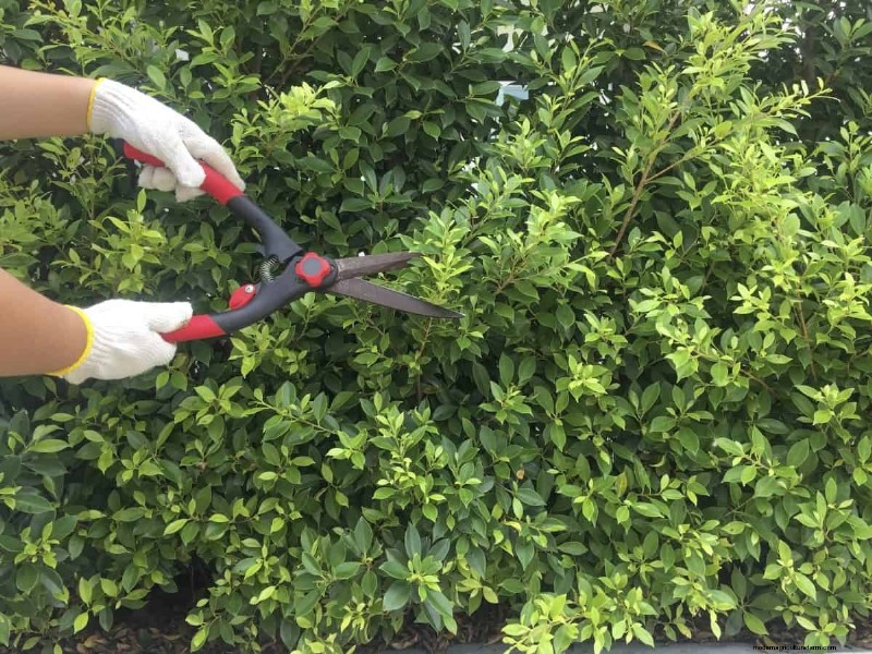 Removing Invasive Plants Crossing Property Lines: Your Legal Rights