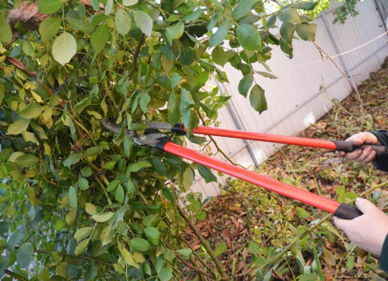 Removing Invasive Plants Crossing Property Lines: Your Legal Rights