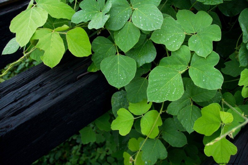 Removing Invasive Plants Crossing Property Lines: Your Legal Rights