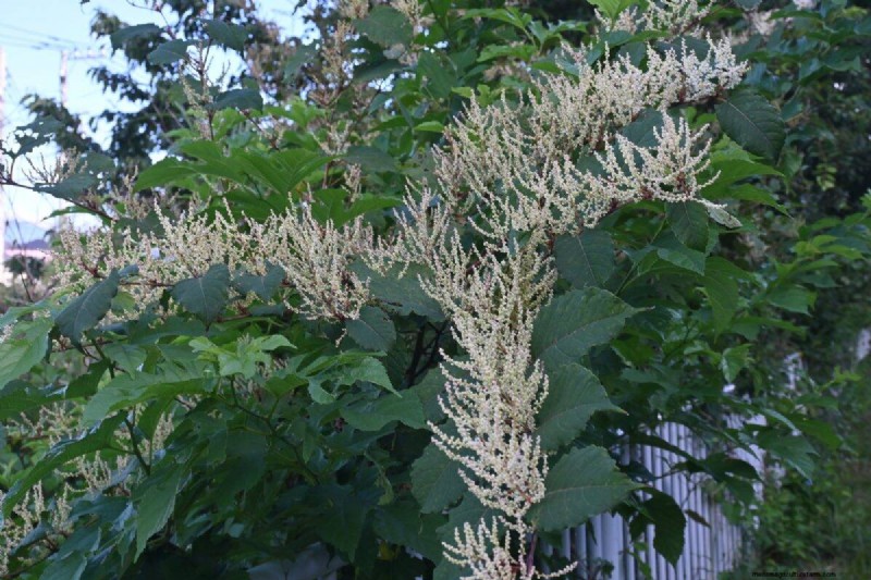 Removing Invasive Plants Crossing Property Lines: Your Legal Rights
