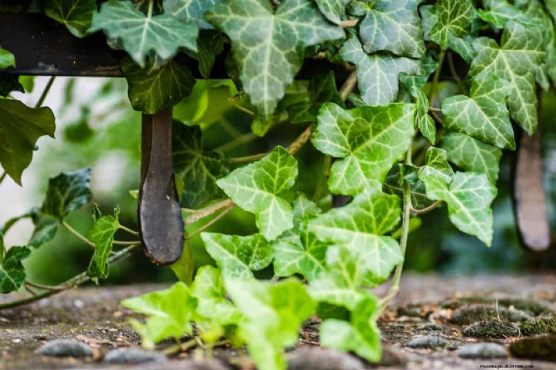 Removing Invasive Plants Crossing Property Lines: Your Legal Rights