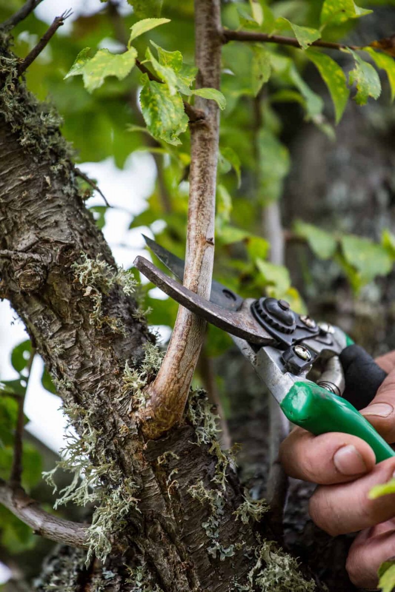 Removing Invasive Plants Crossing Property Lines: Your Legal Rights