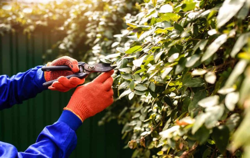 Removing Invasive Plants Crossing Property Lines: Your Legal Rights