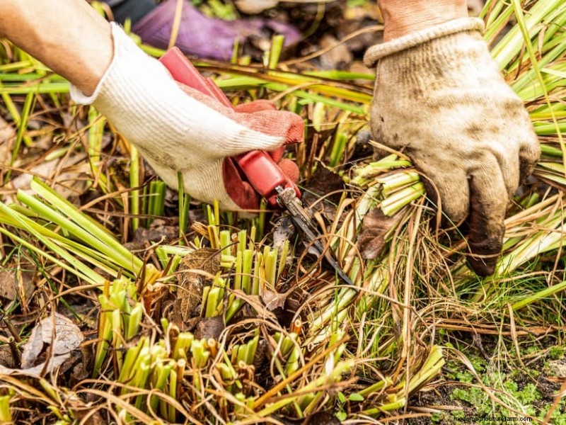 Removing Invasive Plants Crossing Property Lines: Your Legal Rights