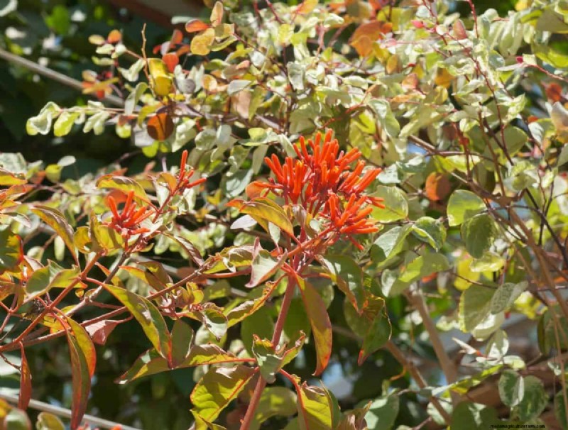 Removing Invasive Plants Crossing Property Lines: Your Legal Rights