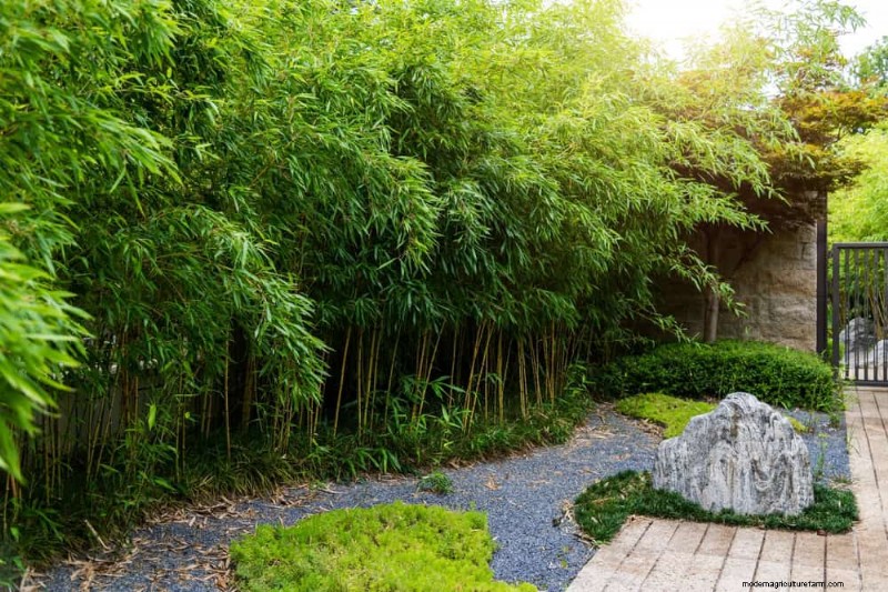Removing Invasive Plants Crossing Property Lines: Your Legal Rights