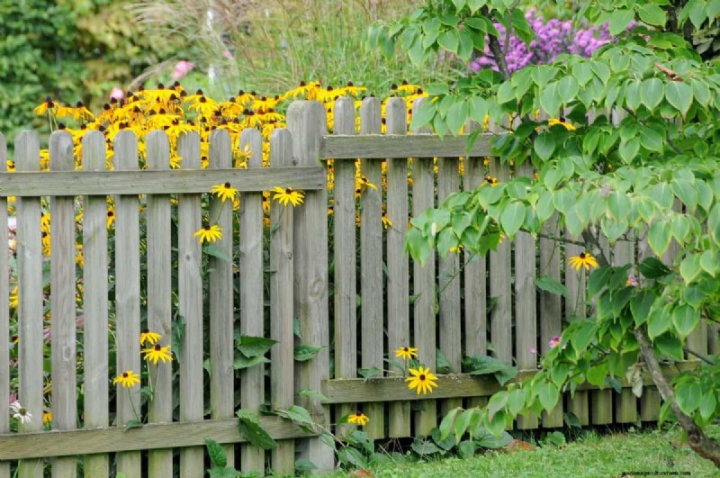 Removing Invasive Plants Crossing Property Lines: Your Legal Rights