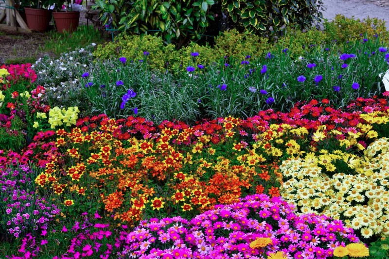 Perennial Summer Bulbs: 19 Varieties for Continuous Blooms