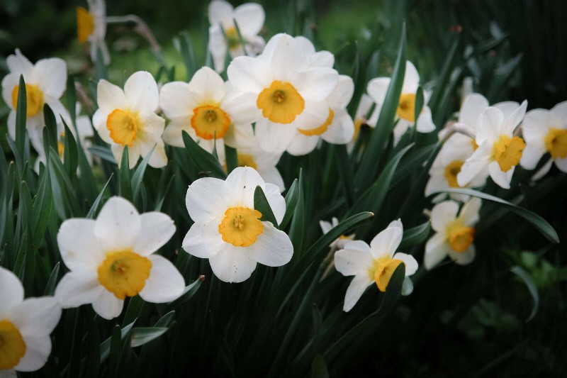 Perennial Summer Bulbs: 19 Varieties for Continuous Blooms