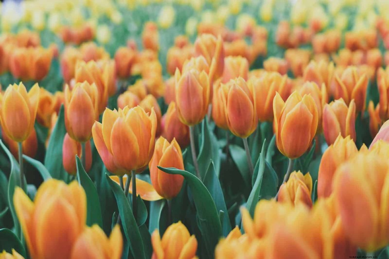 Perennial Summer Bulbs: 19 Varieties for Continuous Blooms