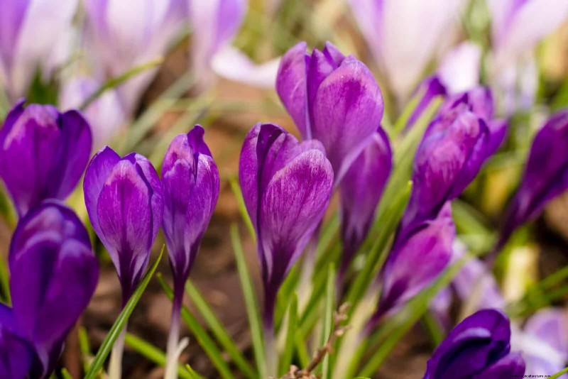 Perennial Summer Bulbs: 19 Varieties for Continuous Blooms