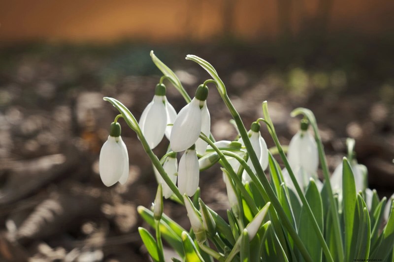 Perennial Summer Bulbs: 19 Varieties for Continuous Blooms