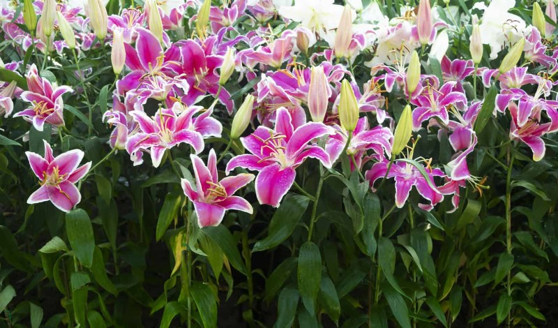 Perennial Summer Bulbs: 19 Varieties for Continuous Blooms