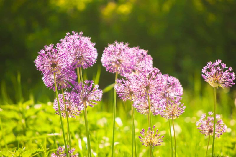 Perennial Summer Bulbs: 19 Varieties for Continuous Blooms