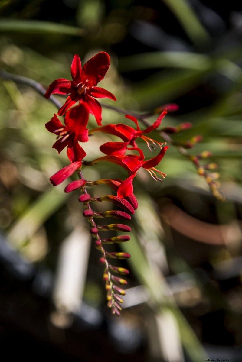 Perennial Summer Bulbs: 19 Varieties for Continuous Blooms
