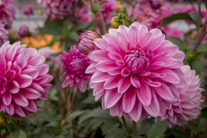Perennial Summer Bulbs: 19 Varieties for Continuous Blooms