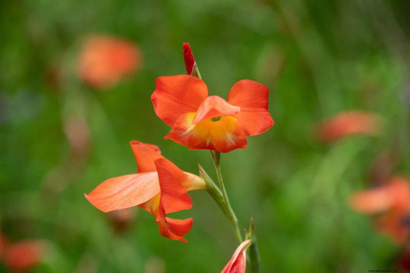 Perennial Summer Bulbs: 19 Varieties for Continuous Blooms