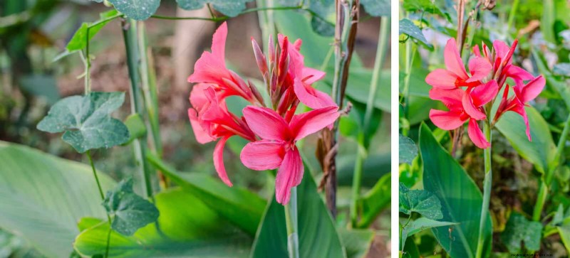 Perennial Summer Bulbs: 19 Varieties for Continuous Blooms