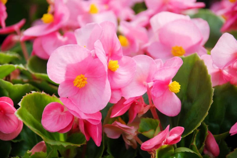 Perennial Summer Bulbs: 19 Varieties for Continuous Blooms