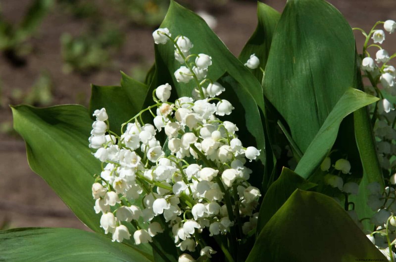 Perennial Summer Bulbs: 19 Varieties for Continuous Blooms
