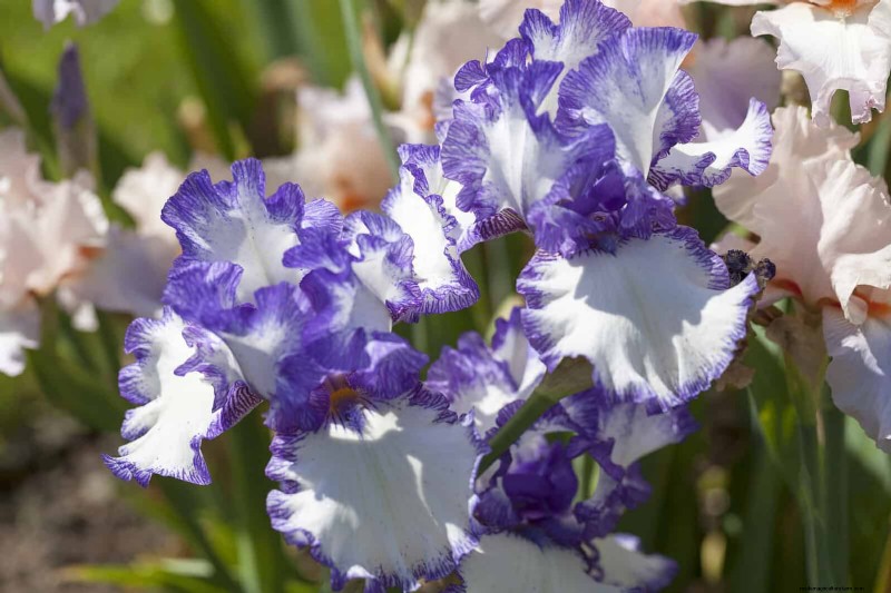 Perennial Summer Bulbs: 19 Varieties for Continuous Blooms