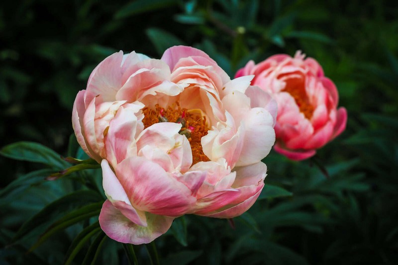 Perennial Summer Bulbs: 19 Varieties for Continuous Blooms