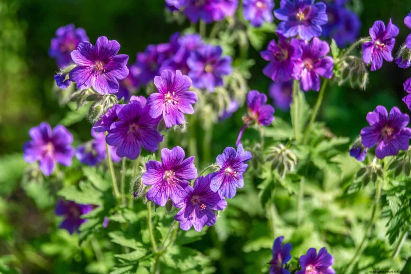 Perennial Summer Bulbs: 19 Varieties for Continuous Blooms