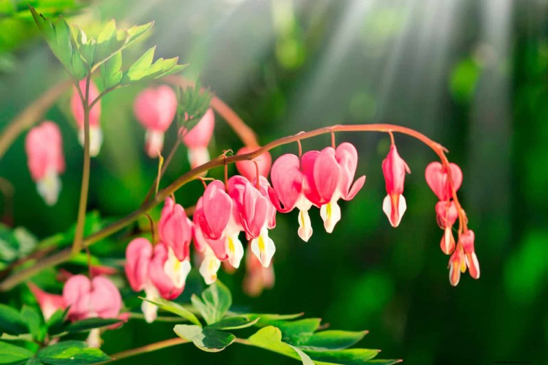 Perennial Summer Bulbs: 19 Varieties for Continuous Blooms