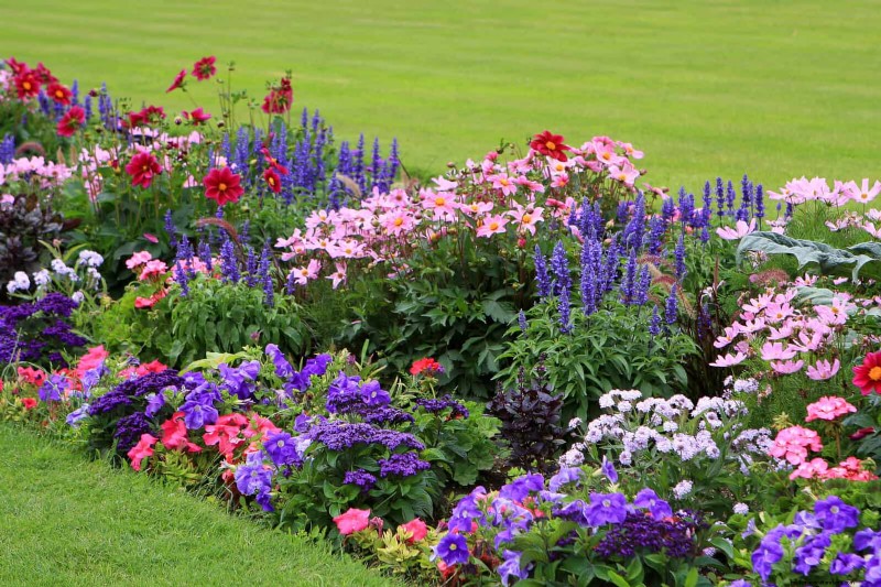 Perennial Summer Bulbs: 19 Varieties for Continuous Blooms