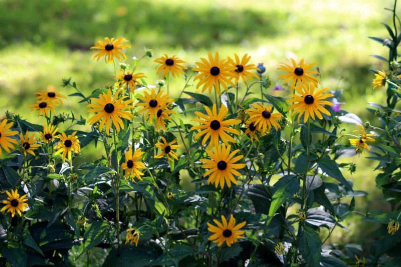 Heat-Tolerant Plants: Beautiful Choices for Hot Climates