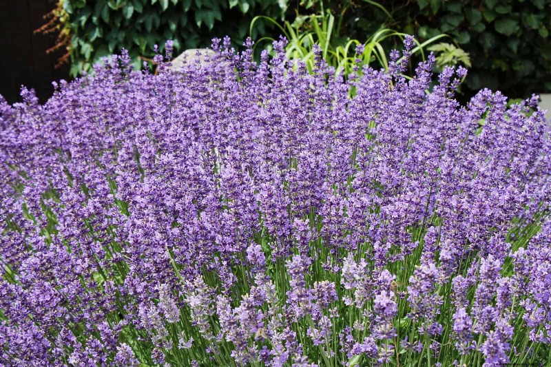 Heat-Tolerant Plants: Beautiful Choices for Hot Climates