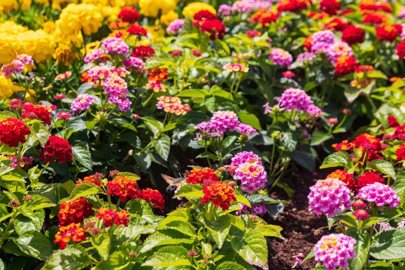 Heat-Tolerant Plants: Beautiful Choices for Hot Climates
