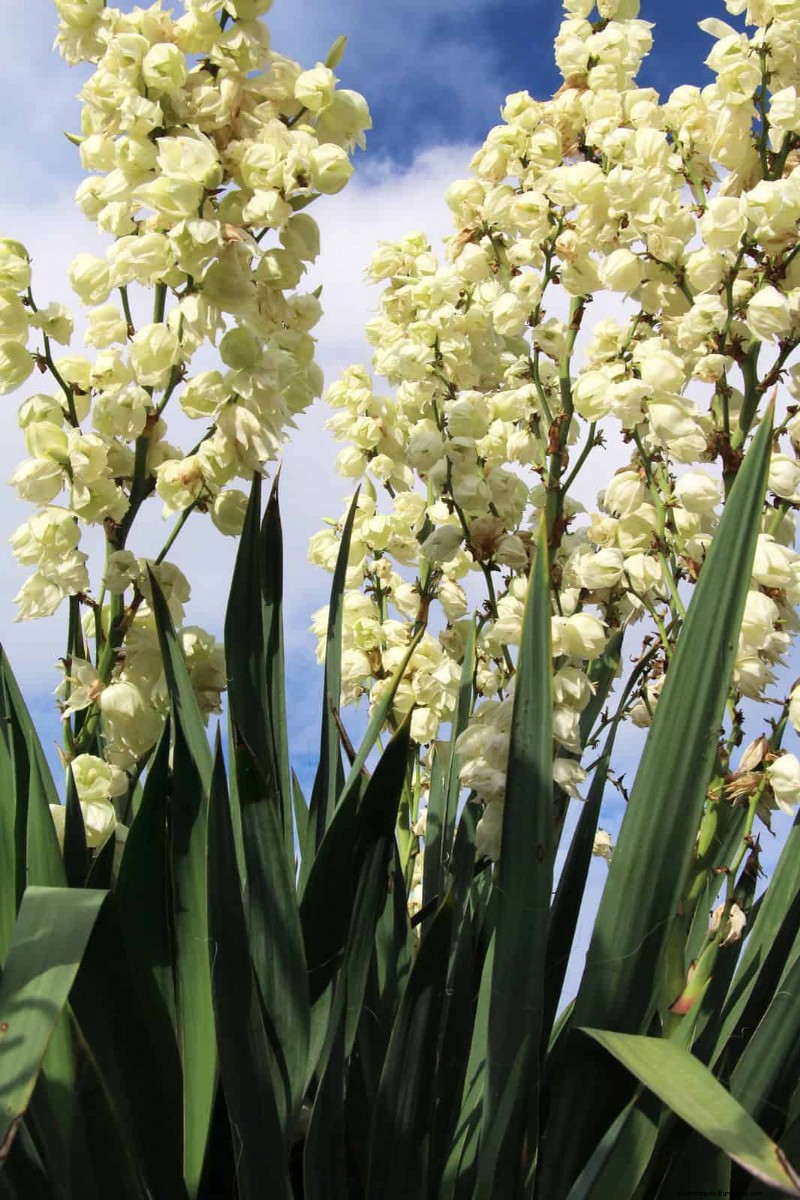 Heat-Tolerant Plants: Beautiful Choices for Hot Climates