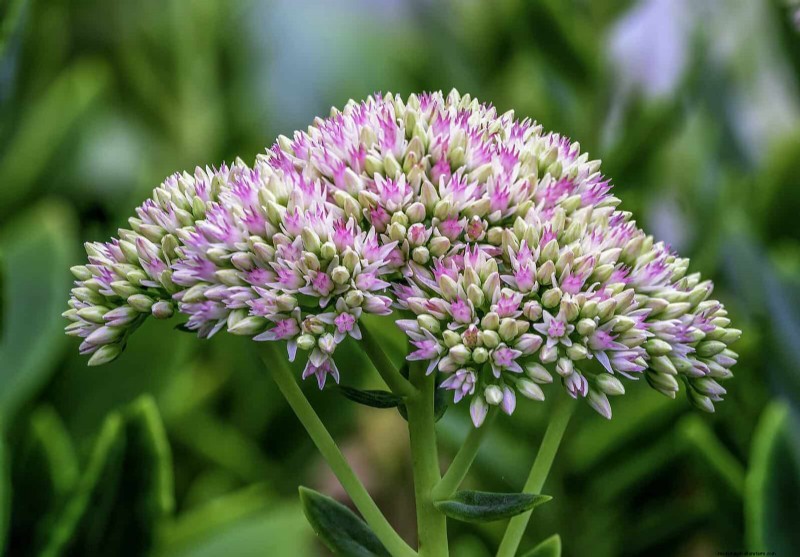 Heat-Tolerant Plants: Beautiful Choices for Hot Climates