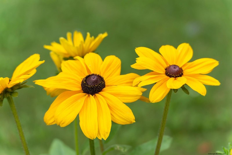 Heat-Tolerant Plants: Beautiful Choices for Hot Climates