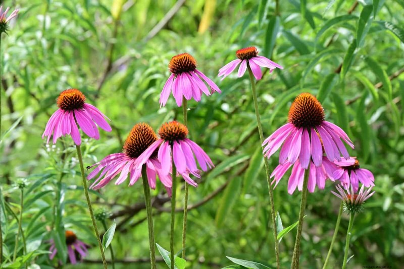 Heat-Tolerant Plants: Beautiful Choices for Hot Climates