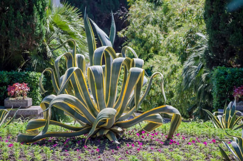 Heat-Tolerant Plants: Beautiful Choices for Hot Climates