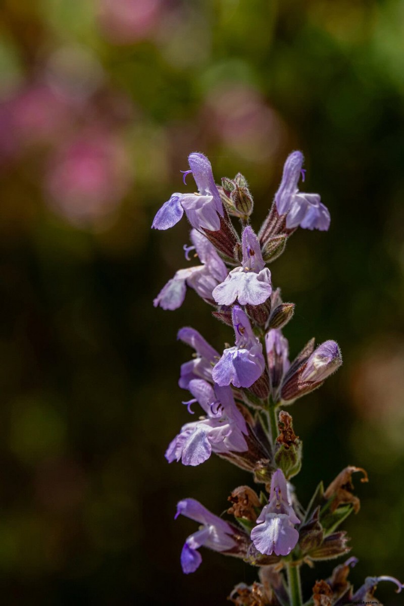 Heat-Tolerant Plants: Beautiful Choices for Hot Climates