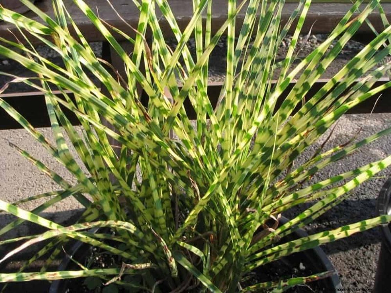 Heat-Tolerant Plants: Beautiful Choices for Hot Climates