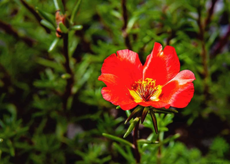 Heat-Tolerant Plants: Beautiful Choices for Hot Climates
