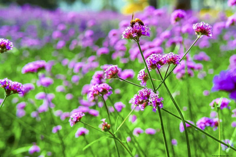 Heat-Tolerant Plants: Beautiful Choices for Hot Climates