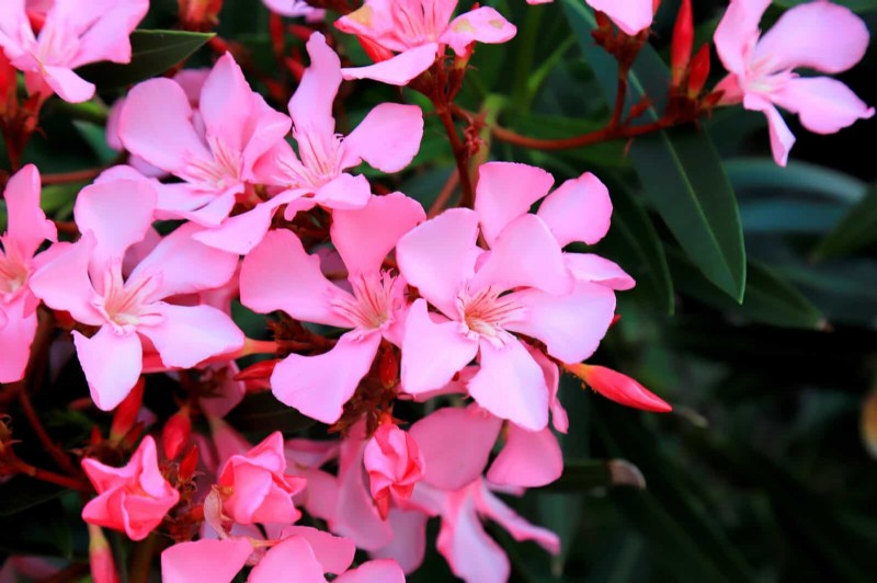 Heat-Tolerant Plants: Beautiful Choices for Hot Climates