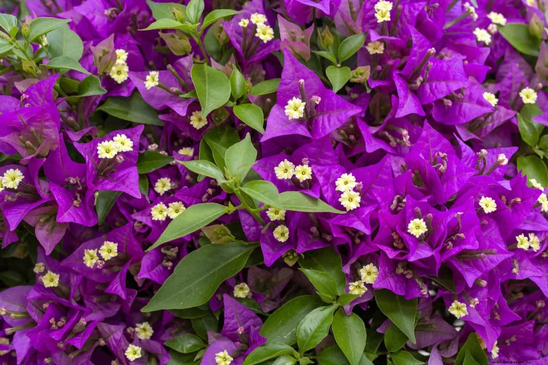 Heat-Tolerant Plants: Beautiful Choices for Hot Climates