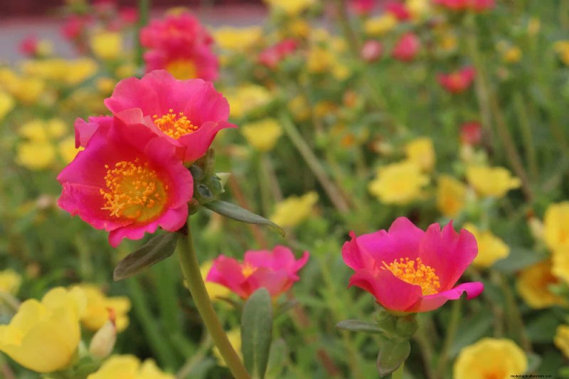 Heat-Tolerant Plants: Beautiful Choices for Hot Climates