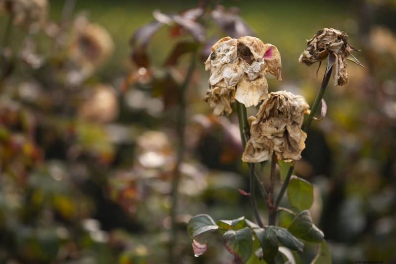 Plant Heat Stress: Recognizing & Responding to Heatwave Damage