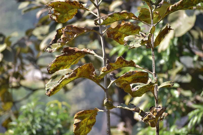Plant Heat Stress: Recognizing & Responding to Heatwave Damage