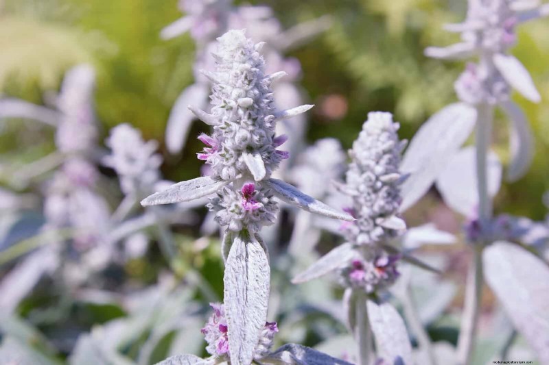 Plant Heat Stress: Recognizing & Responding to Heatwave Damage