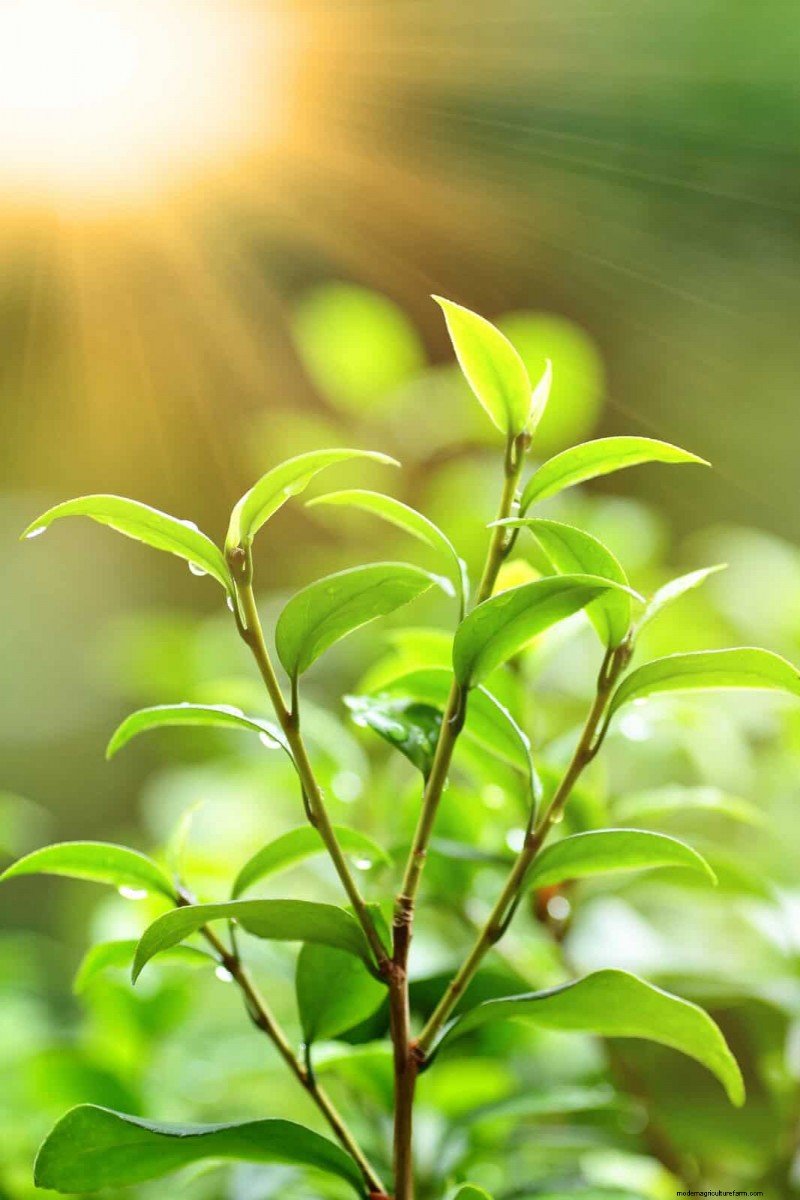 Plant Heat Stress: Recognizing & Responding to Heatwave Damage