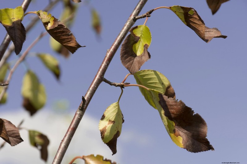 Plant Heat Stress: Recognizing & Responding to Heatwave Damage
